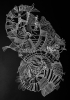Order in chaos