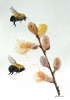 Pussy willow Flowers bumble bees
