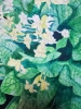 Yellow primroses watercolour 