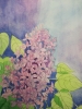 Watercolour lilac blossom 