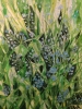 Forget-me-nots watercolour painting 