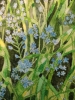 Forget-me-nots watercolour painting 