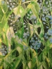 Forget-me-nots watercolour painting 
