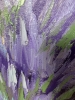 Tuscan Lavender Fields.