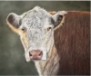 Hereford cow
