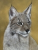 Lynx