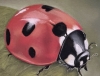 Ladybird