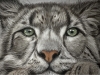 Snow leopard in pastels
