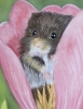 Mouse hiding in tulip