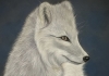 White wolf