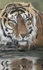 Tiger in reflective mood