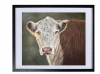 Hereford cow