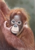 Baby orang u tang