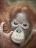 Baby orang u tang