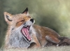 Yawning fox