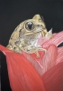 Frog in tulips