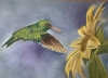 Hummingbird