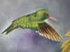 Hummingbird
