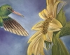 Hummingbird
