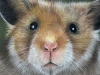 Guinea pig