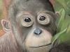 Orang u tang