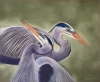 Herons