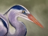 Herons