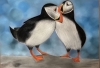 Puffins