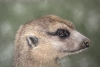Meerkat