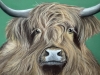 Highland cow