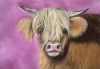Highland cow