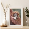 Baby orang u tang