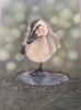 Duckling