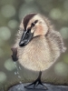 Duckling