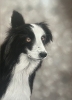 Collie dog
