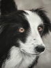 Collie dog