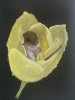Mouse in tulip