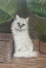White kitten