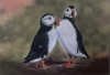 Puffins