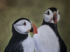 Puffins