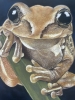 Tree frog