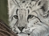 Snow leopard