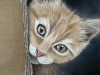 Cat in a box