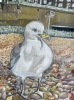 Brighton Sentinel - Pastel on Card 30 x 40 cm