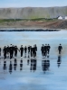Surfers at Strandhill