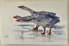 Frosty Gaggle 