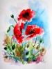 Little poppies 2
