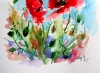 Little poppies 2