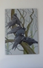 A family of Rooks (Corvus frugilegus)