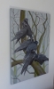 A family of Rooks (Corvus frugilegus)